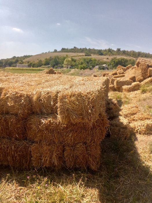 В продаже солома 15-17 кг тюк.пшеница.ячмень