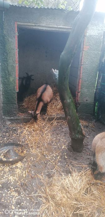 Vendo cabras anãs 1 macho e 2 fêmeas