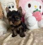 Yorkshire Terrier