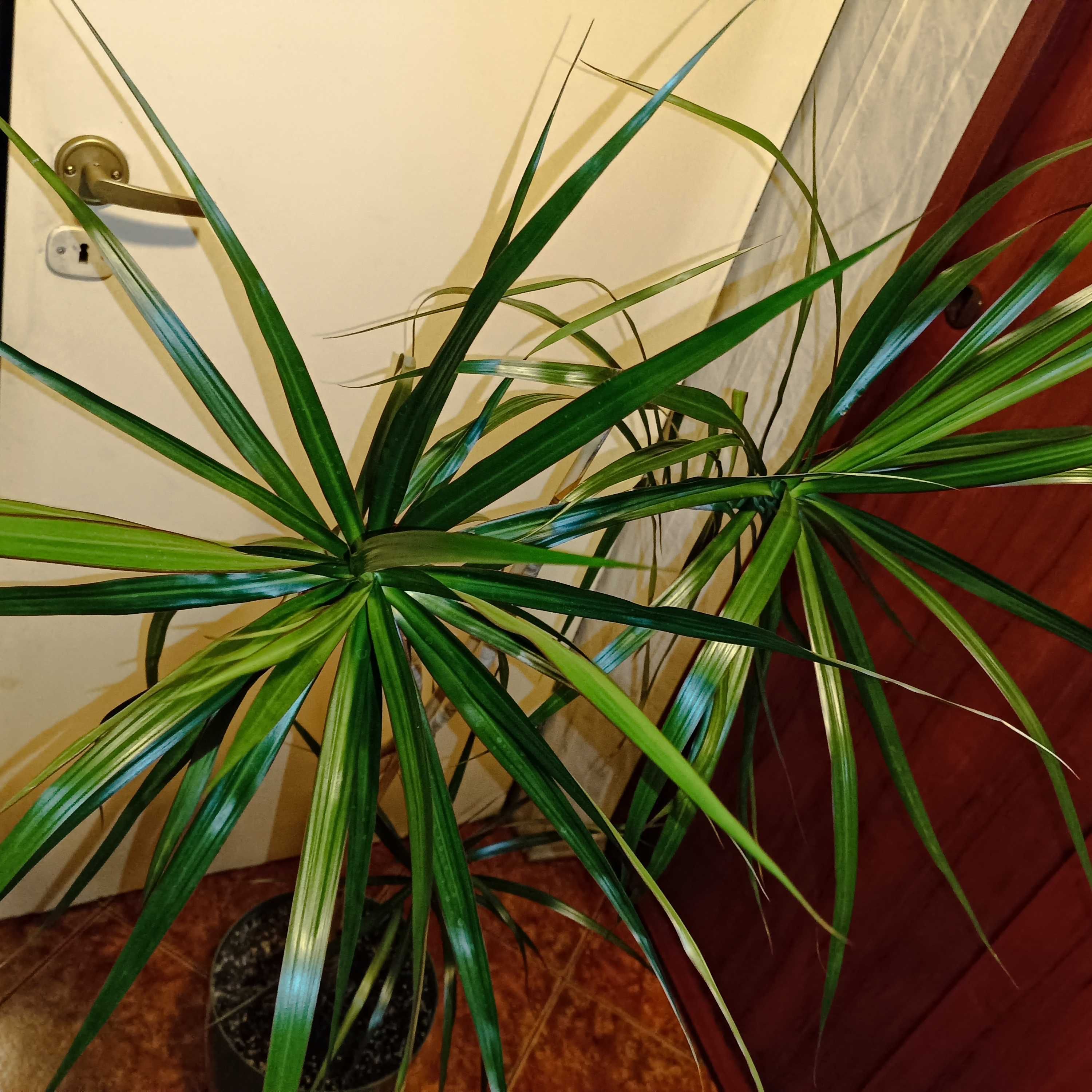 Roślina dracena marginata