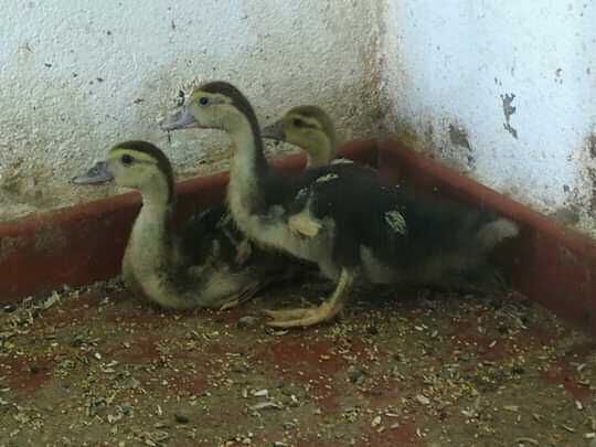 Patos mudos (diversas idades]