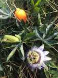 Varias especies maracuja