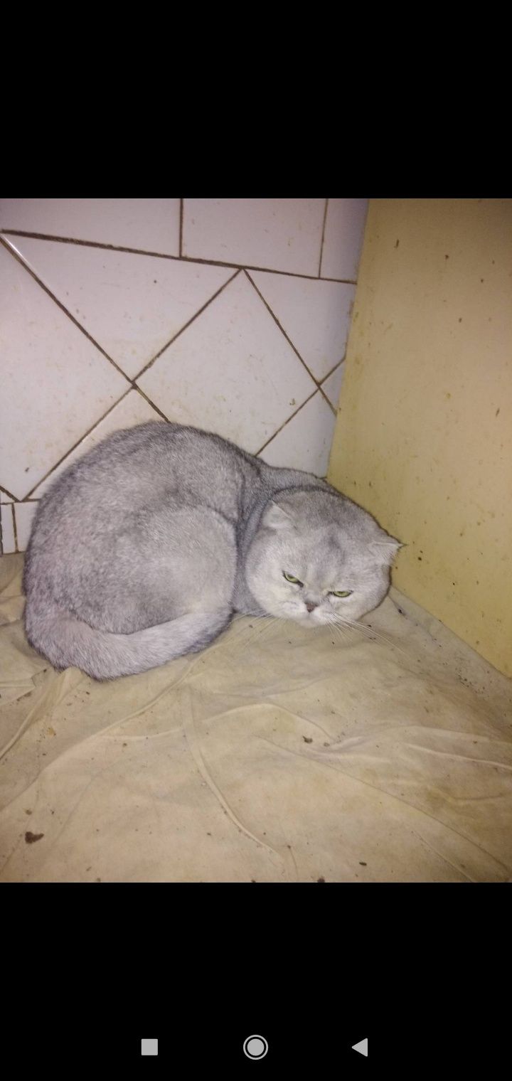 Шотландские котята