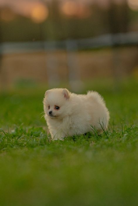 Piesek szpic miniaturowy pomeranian