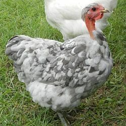 Інкубаційне яйце голошийних кур