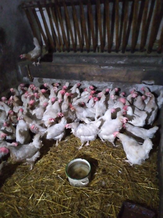 Kury nioski bardzo ładnie