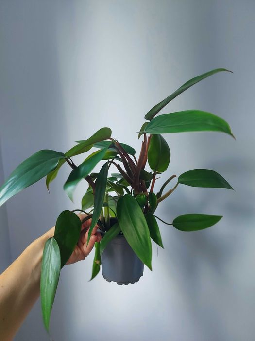 Philodendron Red Emerald