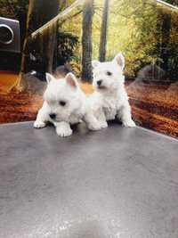 West Highland White Terrier piesek