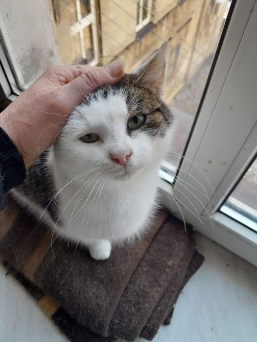 Miziasty kocurek Pszczółek szuka domu