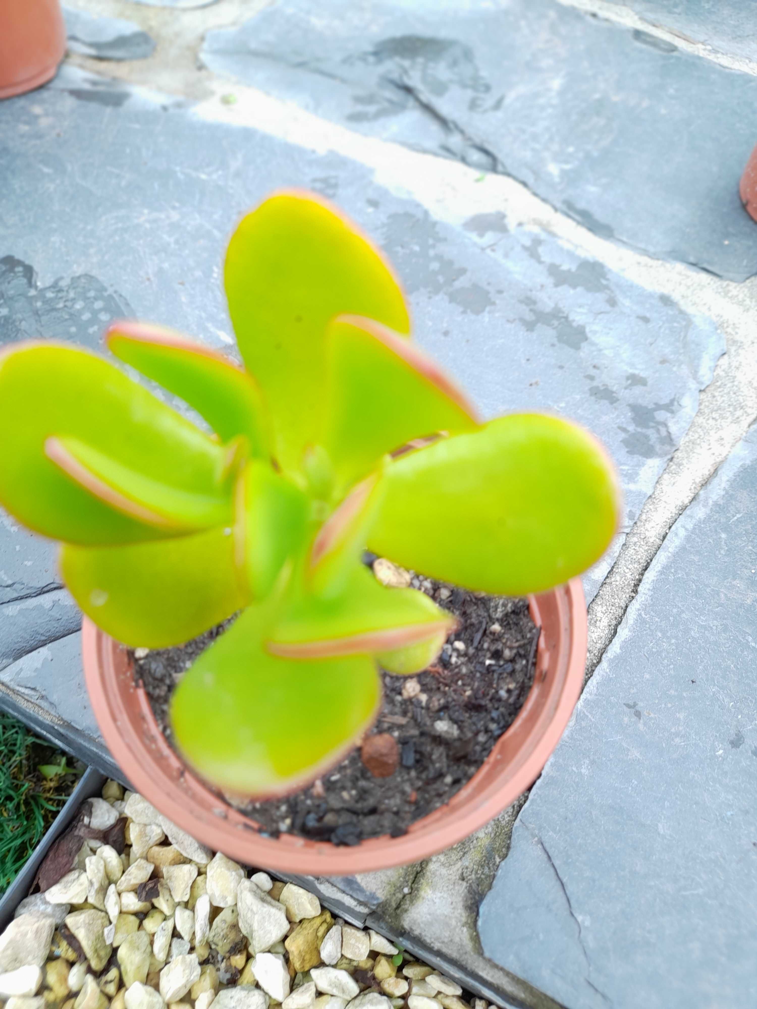 Suculenta Crassula Ovata(Planta Jade)