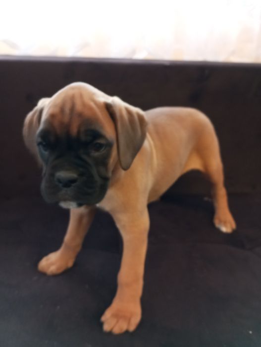 Bokser suczka  szczeniak