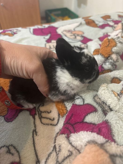 Coelhinho anão Netherland Dwarf mix