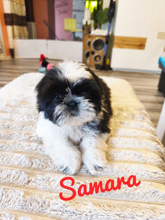 Shih Tzu - Samara piękna dziewczyna , wspaniały charakter.