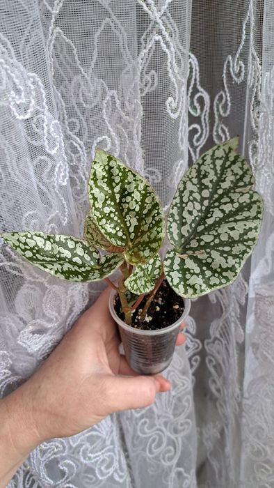 Бегонія Snow Cap