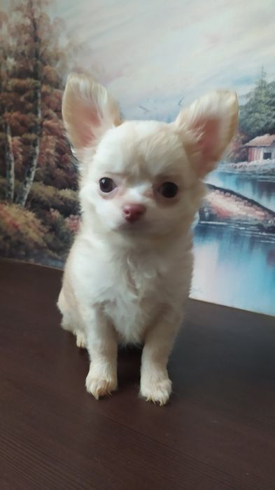 Девочка красунечка миничка