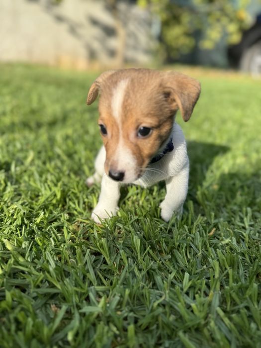Jack Russel Terrier  macho pelo curto com registo e afixo