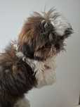 Shih tzu Piesek samiec szuka domku