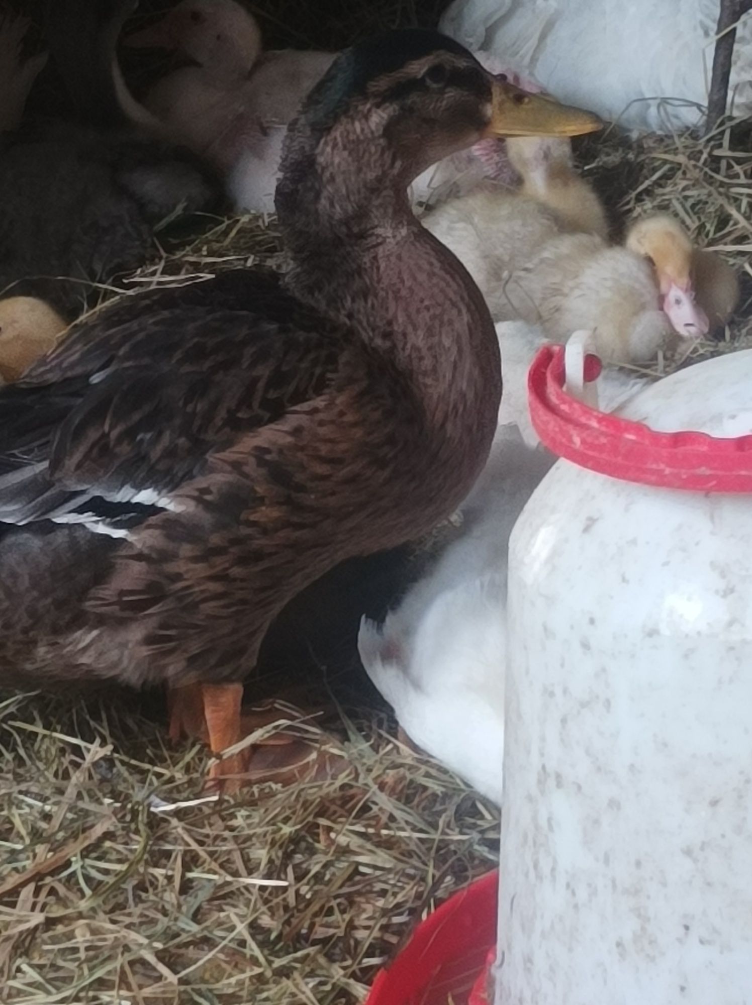 Kaczka dworka francuska 20-40 zł mięsna