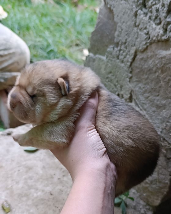 Віддам собак (щенята)