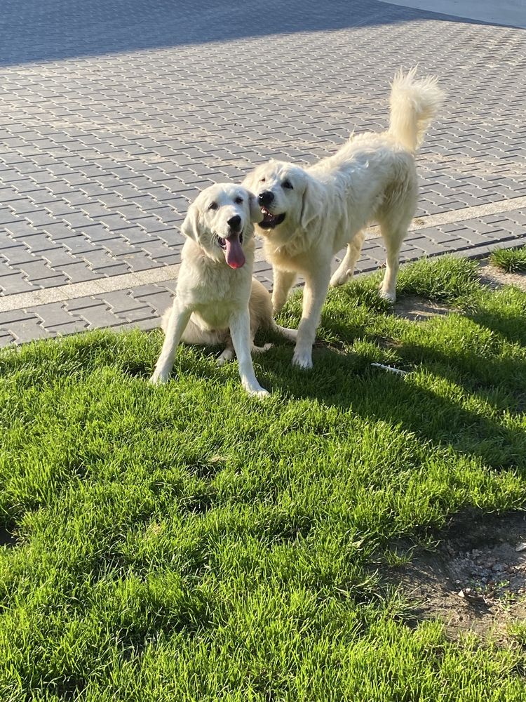 Oddam Suczke  owczarka podchalańskiego