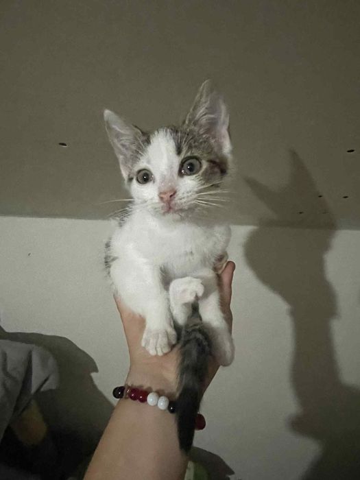 Bójka kociak do adopcji