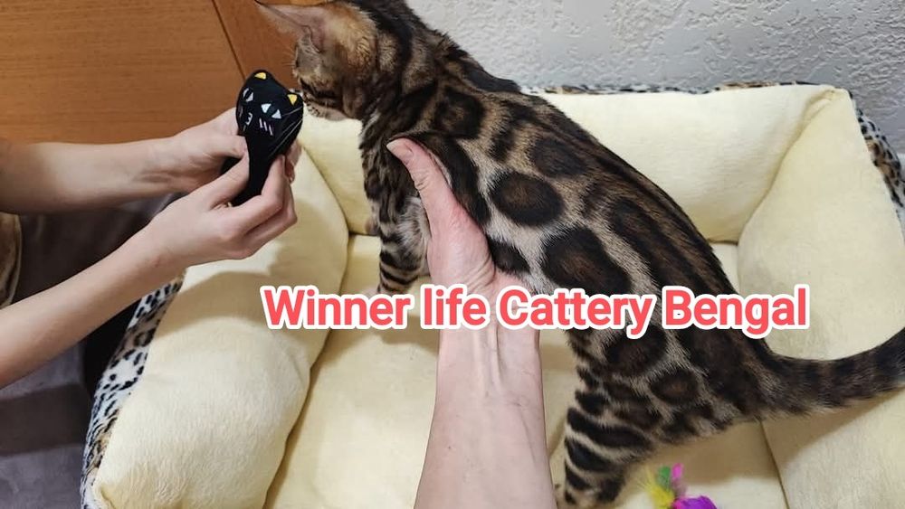 Бенгали шоу класу в улюбленці!