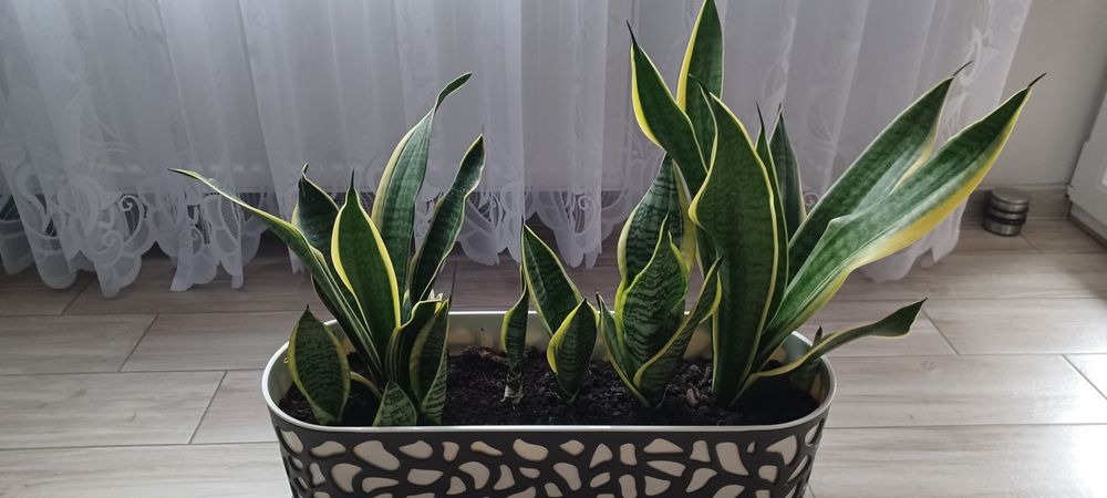 Sprzedam  sansewierii 220zl.