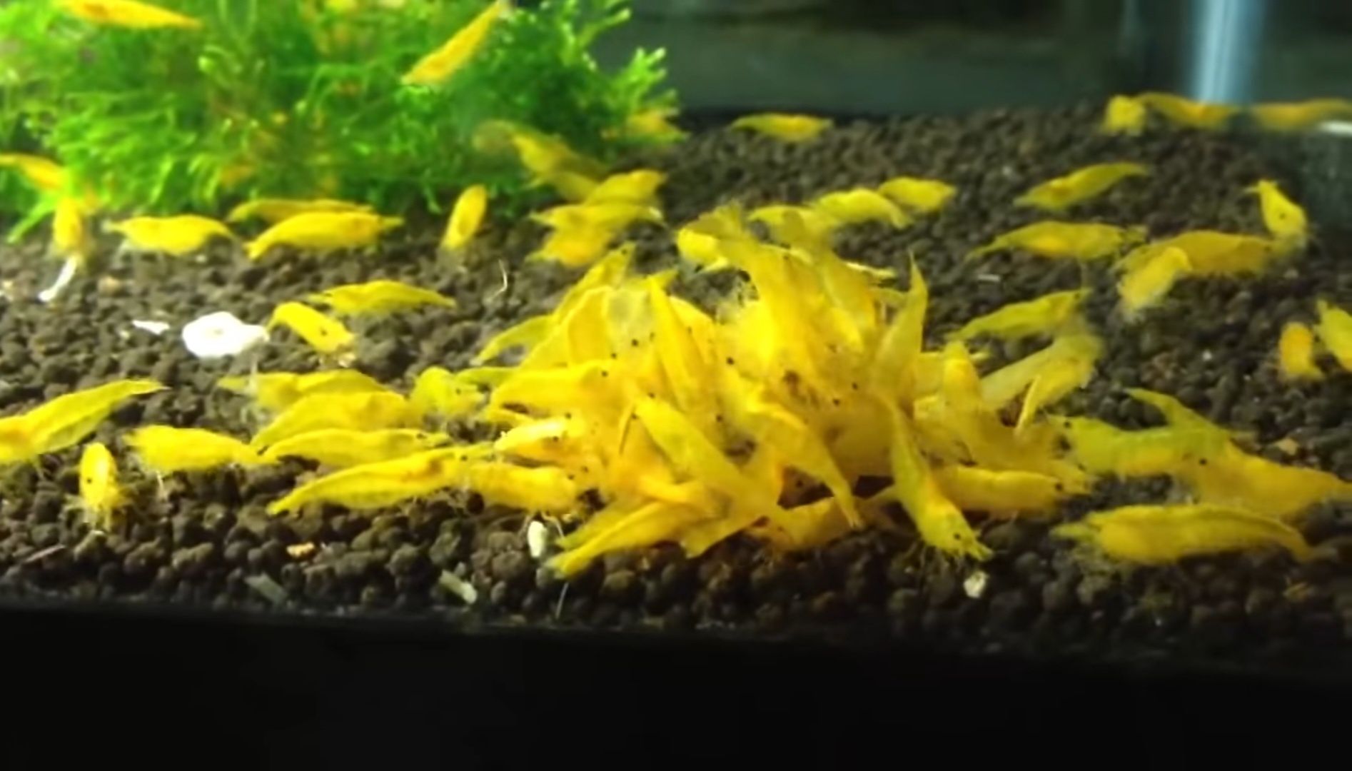 Krewetki Yellow neocaridina ŻÓŁTE 10 sztuk