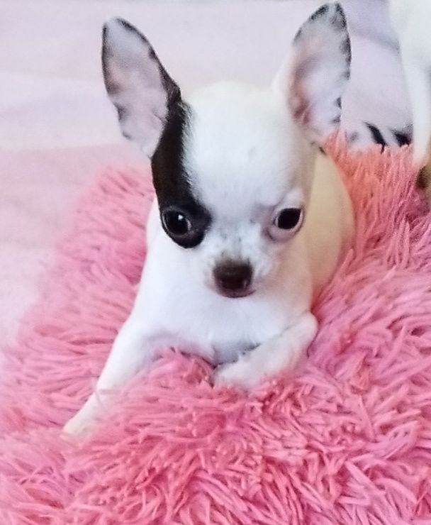 Chihuahua mini piesek