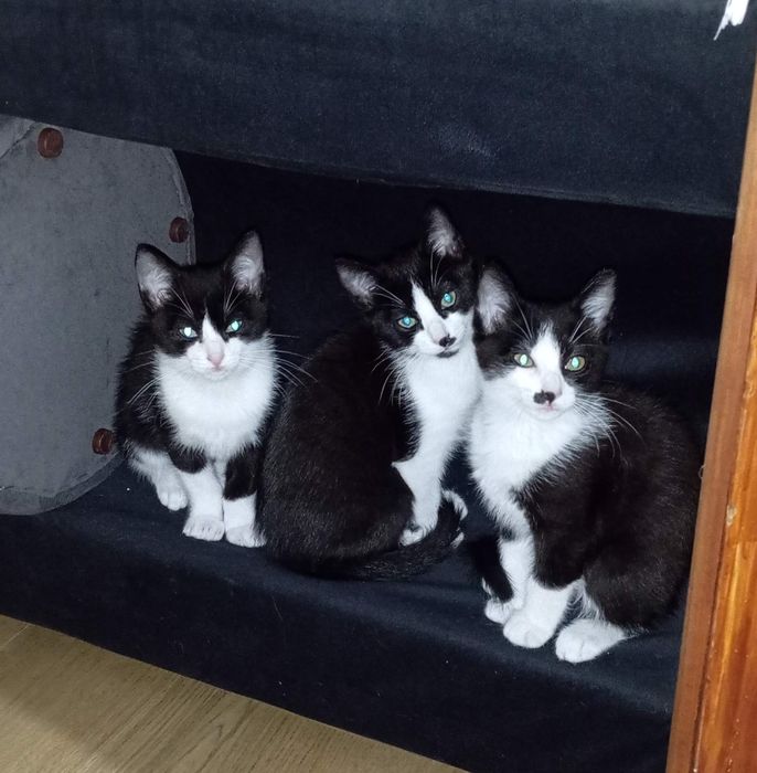 Gatinhas dóceis para adopção