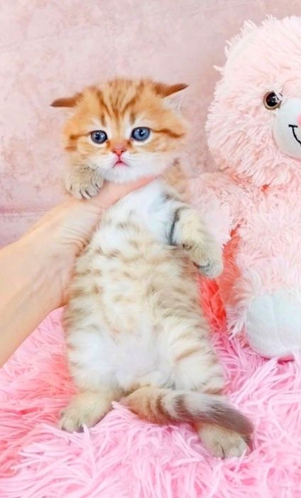 Тигрулька девочка милашка шотландочка