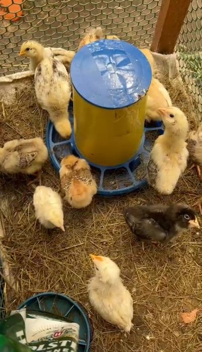 Продам домашні циплята курчата