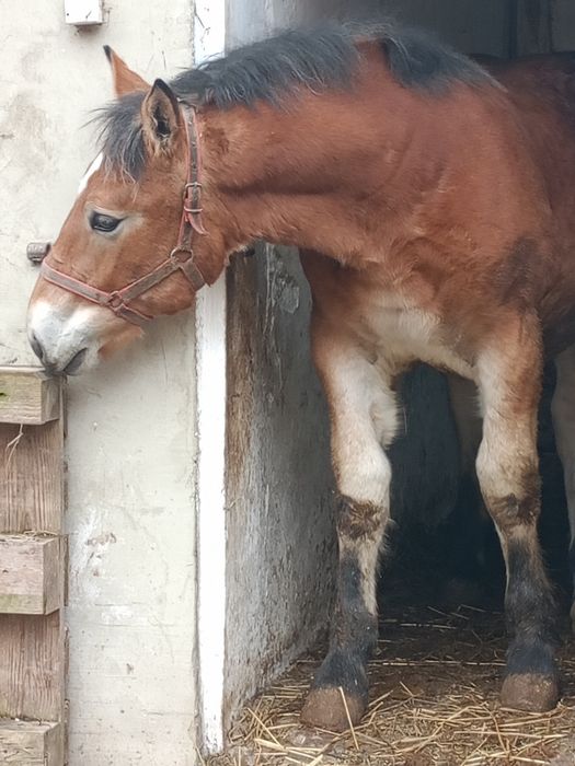 ogierek zimnokrwisty