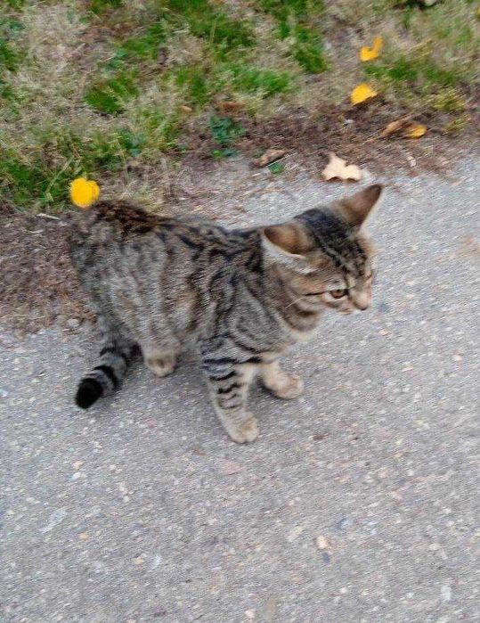 Котенок мальчик, 4 месяца (чарівний маленький котик)