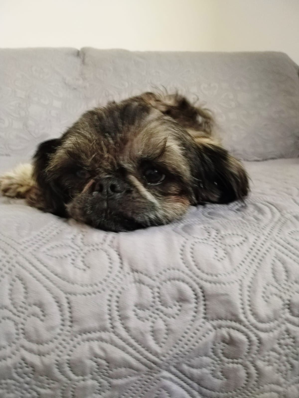 Fêmea Shih Tzu Jovem
