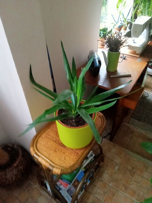 Juka roślina z w