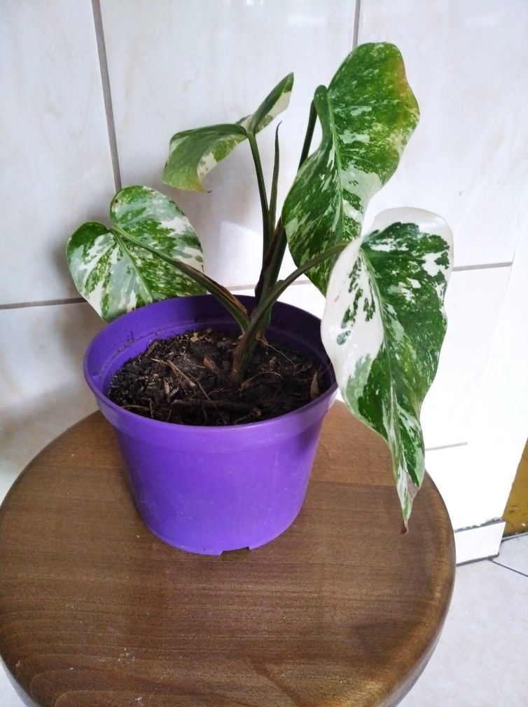 Monstera variegata