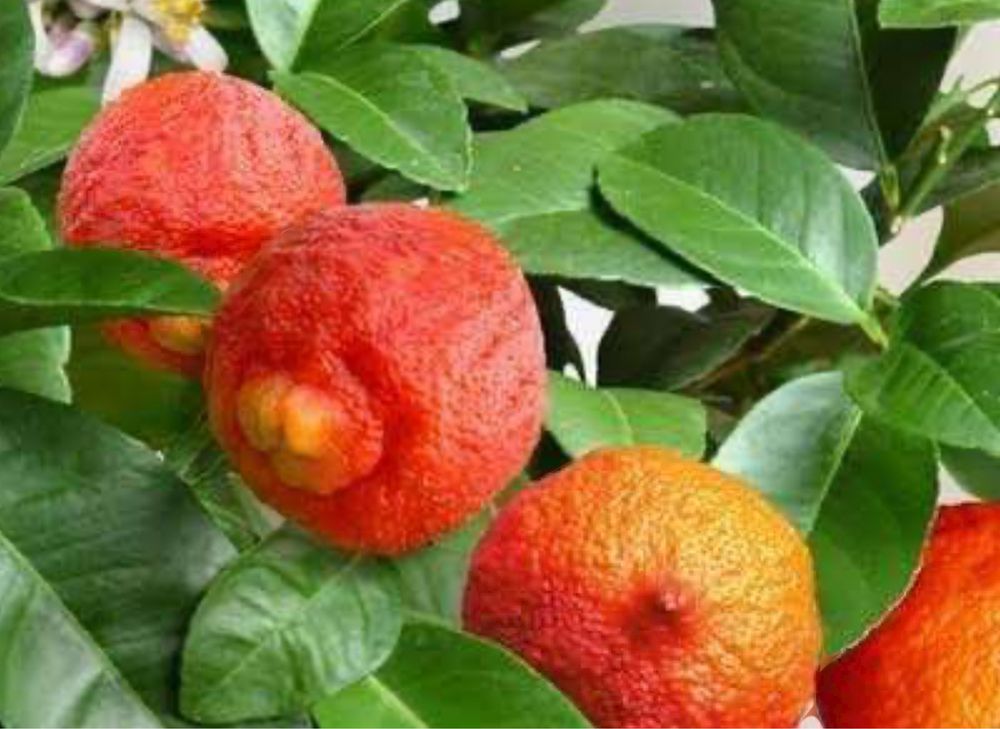 Limoeiro vermelho raro de coleção - Rico em antioxidantes