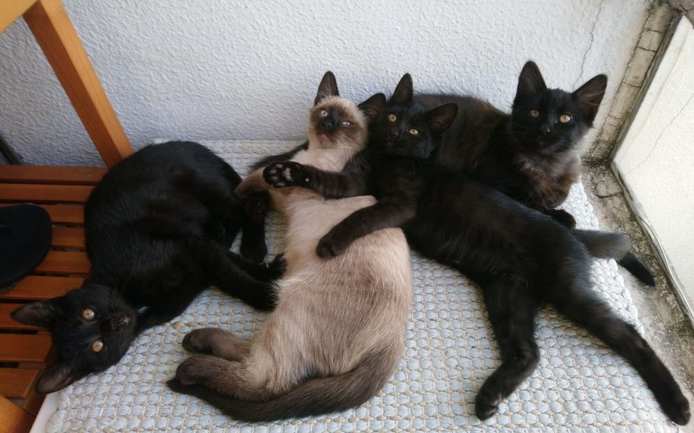 Gatinhos para adoção responsável