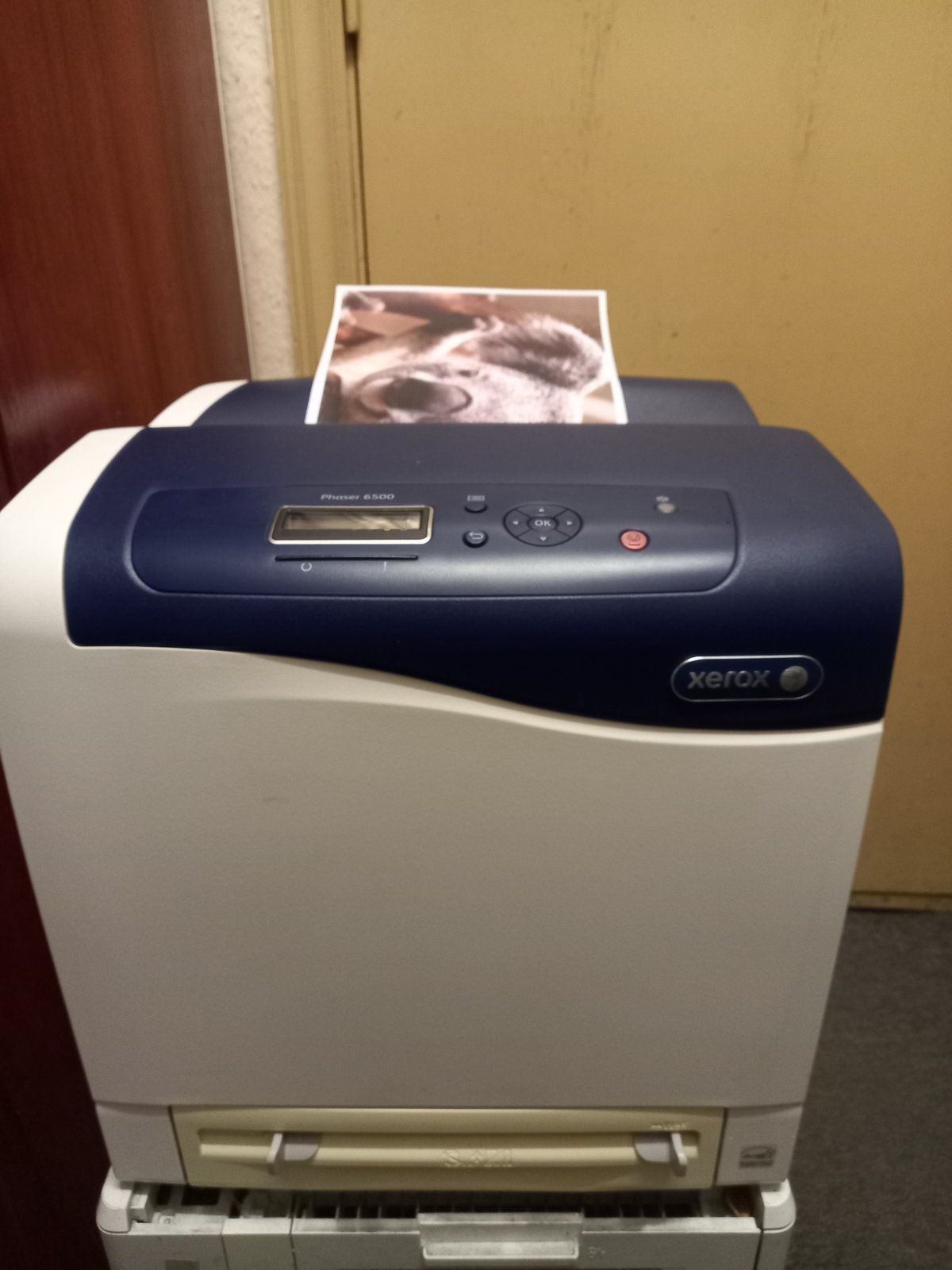 Принтер цветной Xerox phaser 6500n, сеть+дуплекс, цветной