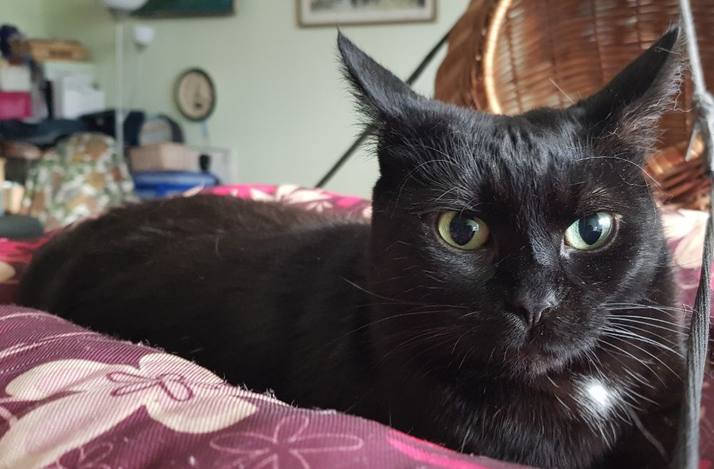 Poznań i okolice - kotka Sabinka szuka domu