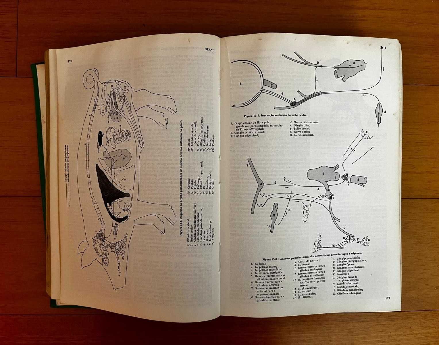 Anatomia dos animais domésticos
