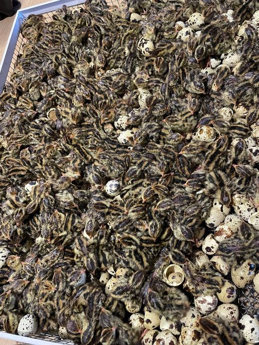 Перепела різного віку