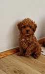 Pudel toy,  piesek  red-brown