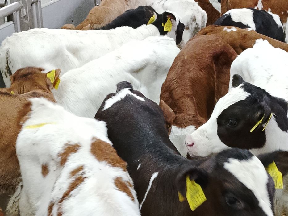 Sprzedam byczki ze zdjęcia samodzielne.