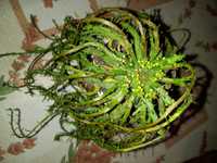 Продам вазон Euphorbia flanaganii ( голова медузи)
Країн