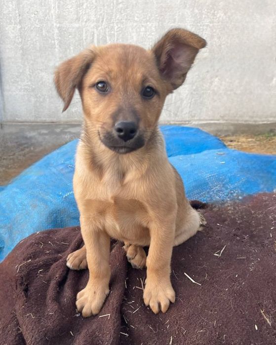Отдам даром в добрые руки щенков метисы овчарки и лабрадора