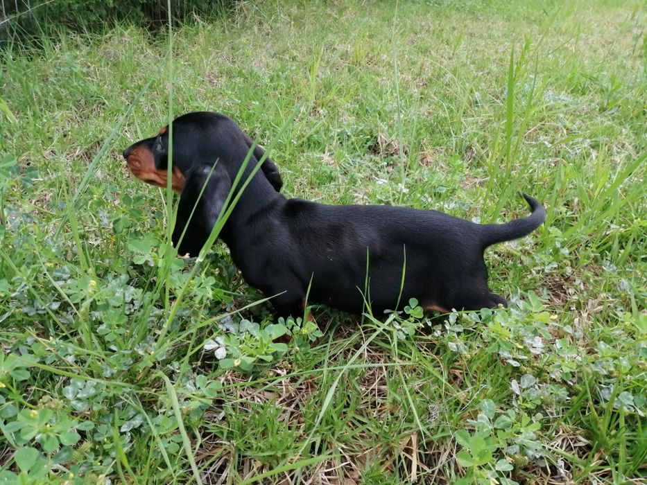 Teckel miniatura pêlo curto