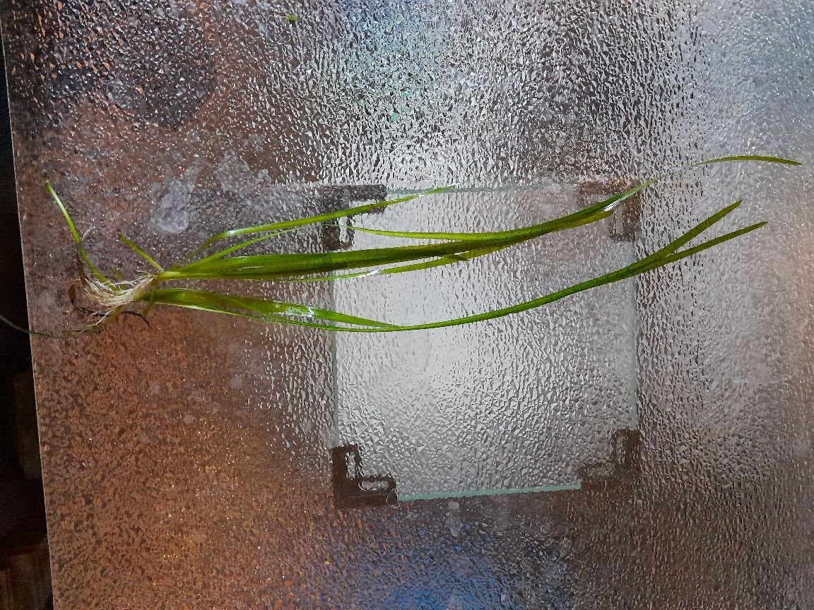 Nurzaniec "Vallisneria"