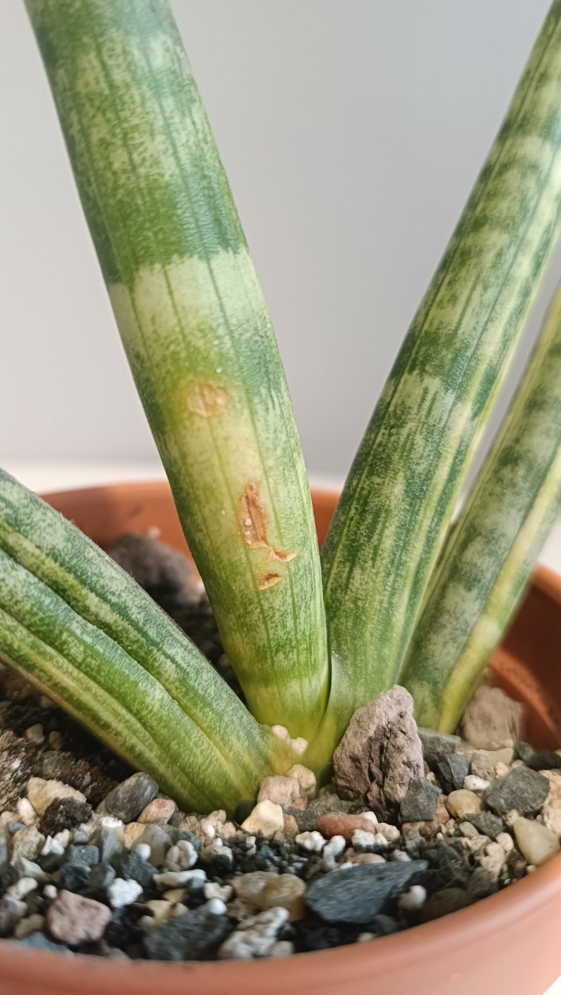 Sansevieria cylindrica var. patula Boncel Variegata